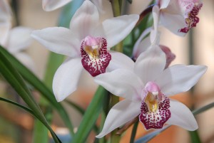 orchidee1